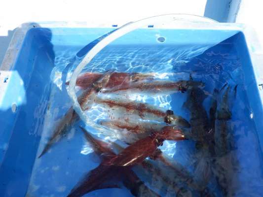 大きめの海水桶に旬のヤリイカがどんどん溜まっていった。 &copy;釣りビジョン