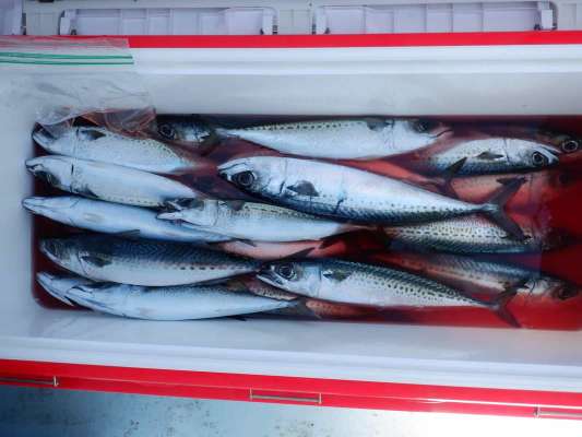 近頃は冬に釣れるゴマサバも脂乗り良くとても美味しい。 &copy;釣りビジョン