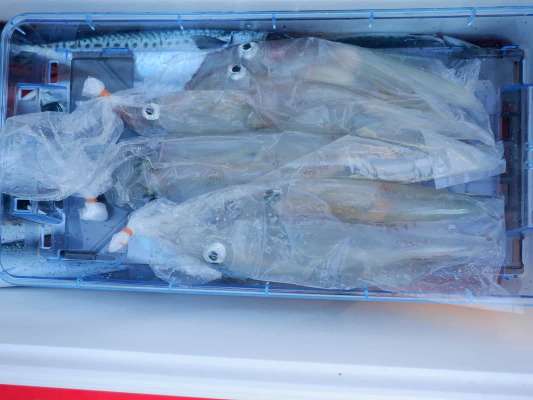 ヤリイカは締めて水に当てずに持ち帰るとお味が違うらしい！ &copy;釣りビジョン