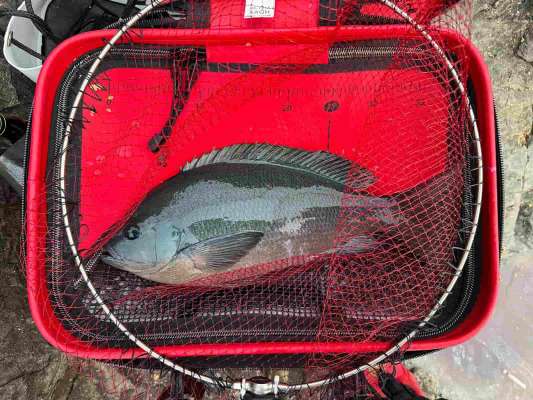 試行錯誤して待望の40cmオーバーのグレGet！ &copy;釣りビジョン