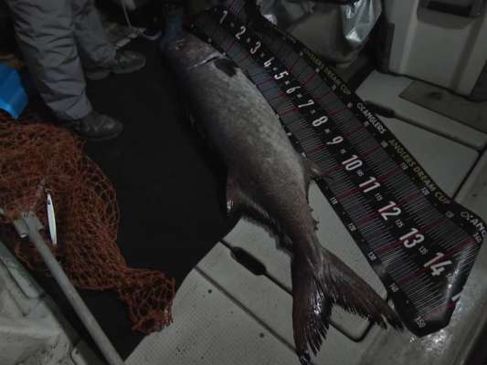 釣り上がったのは、およそ150cm35kgのバラムツ。全身ほぼ脂、全身大トロのバラムツには、人間が消化することのできない特殊な油脂成分ワックスエステルが含まれているため、食としてはオススメしない。お腹を壊してしまうので要注意。大きな口を持つ魚ではあるが、一気に食い込むことはなく餌を舐めるようにコツコツと小さな当たりが続く。早合わせをせず、しっかり喰い込ませることがコツだ。&copy;釣りビジョン