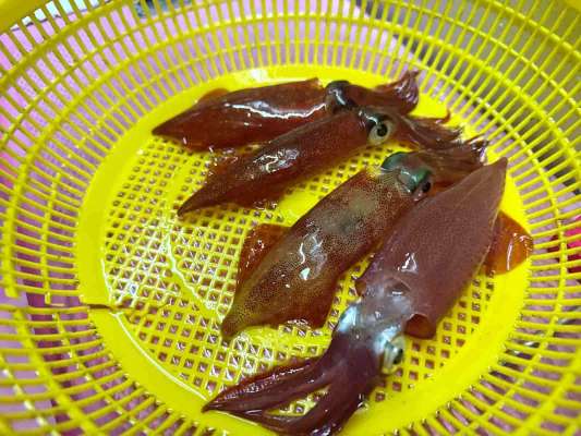 その名の通りずんぐりむっくり体型のマルイカ。 &copy;釣りビジョン