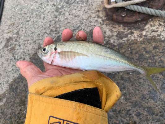 玄海のアジ。 &copy;釣りビジョン