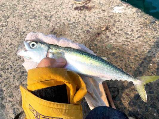 サバも。 &copy;釣りビジョン