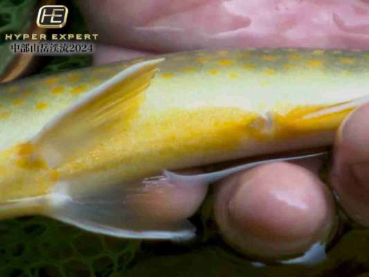 白泡から出た26cm。オレンジベリーはイワナ好きにはたまらない。