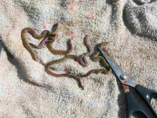 吸い込みが悪い場合、頭の部分をカットして吸い込みをよくするのも一手。 &copy;釣りビジョン