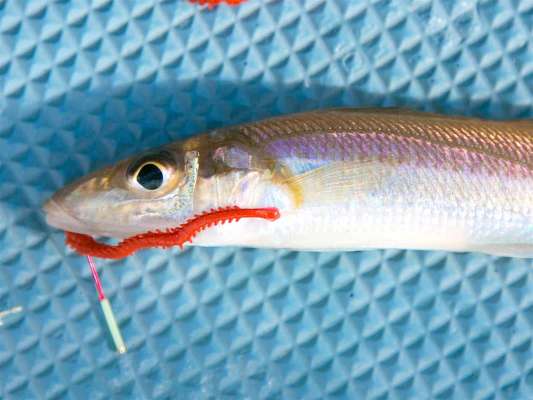 掛かりが浅い個体。 &copy;釣りビジョン