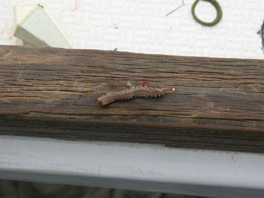 エサ付けは丁寧に。 &copy;釣りビジョン