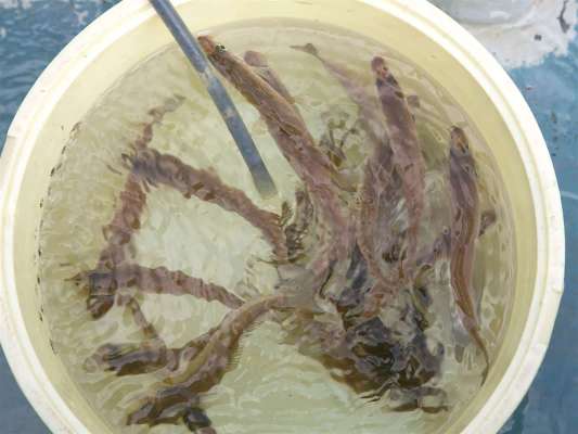 雪の影響か水は冷たかった。それでも魚は高活性。 &copy;釣りビジョン