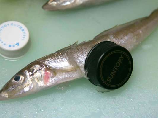 鱗取りはペットボトルのキャップが便利。 &copy;釣りビジョン