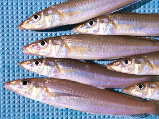 この春、絶好調のシロギス。 &copy;釣りビジョン