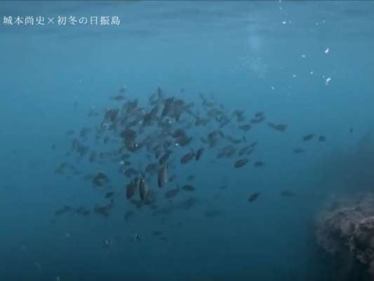 場所によってエサ取りの数は大きく変わるようだ。水中映像は思わず見入ってしまう。