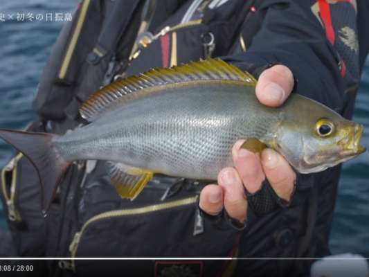 食べて美味しいイサキは嬉しい外道だが、やはり本命のグレを釣りたい…。