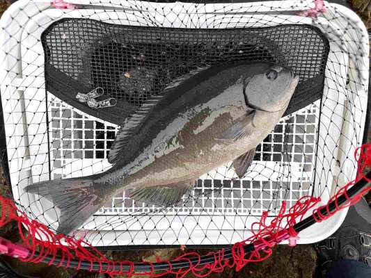 40cm弱の尾長がようやくお目見え。 &copy;釣りビジョン