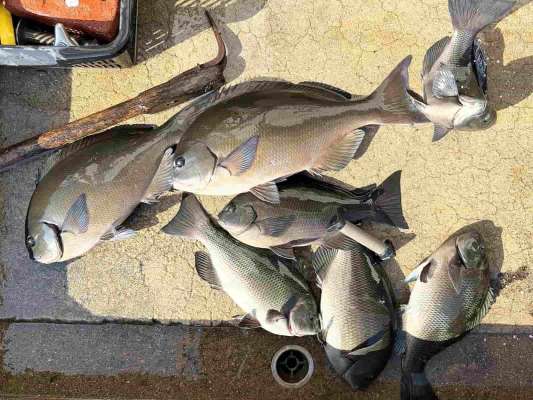 今回の釣果。 &copy;釣りビジョン