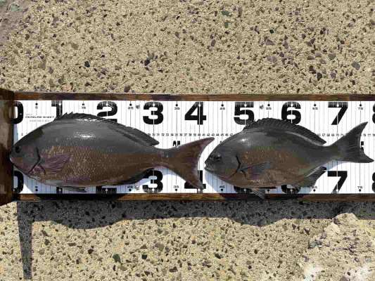 最大長寸43.5cmの尾長グレ。 &copy;釣りビジョン