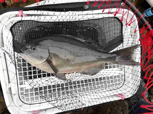 納得の43.5cmに安心！ &copy;釣りビジョン