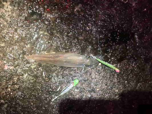 キビナゴでもイカ～！ &copy;釣りビジョン