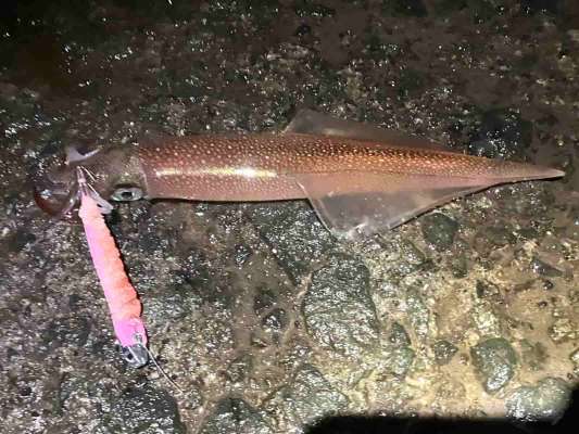 沼津絶賛イカ祭り～！ &copy;釣りビジョン