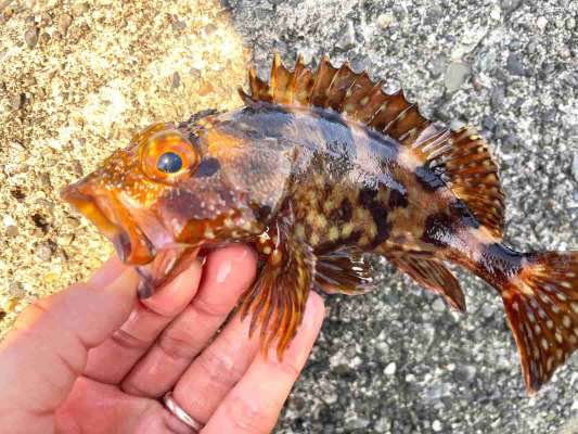 2インチのワームワームで喰ってきたカサゴ。 &copy;釣りビジョン