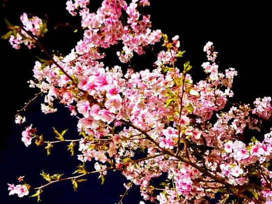 早咲きの河津桜も見頃を迎えていた！沼津の海に春が訪れるのは目前！ &copy;釣りビジョン