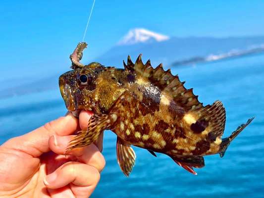 こちらはイソメをバックリ！活性の高いカサゴ達 &copy;釣りビジョン