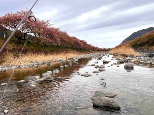 下流に移動するとチェイスが！川の真ん中に立ち左岸、右岸の流れの緩い場所で反応があった！ &copy;釣りビジョン