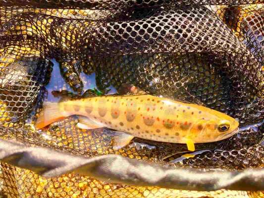 小さな落ち込みからの浅場で飛び出た女王アマゴ！ヒレの先まで赤く染まりその姿は春の訪れを感じさせる美しさ。 &copy;釣りビジョン