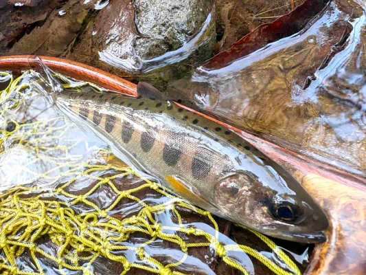 友人が萩ノ入川で手にした春一番乗り！ &copy;釣りビジョン
