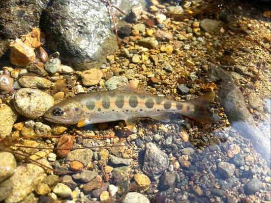 午前中萩ノ入川上流アマゴの里周辺では気温の上昇とともに活性が上がった！ &copy;釣りビジョン