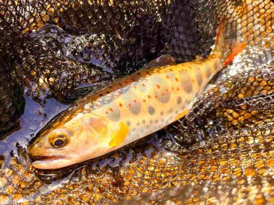 まだまだいました大鍋アマゴ！日当たりの良い場所での反応が良かった。 &copy;釣りビジョン