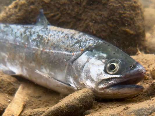 相方の仕留めた春！峰大橋付近で放流した魚達はかなり下流へと移動しているようだ。 &copy;釣りビジョン