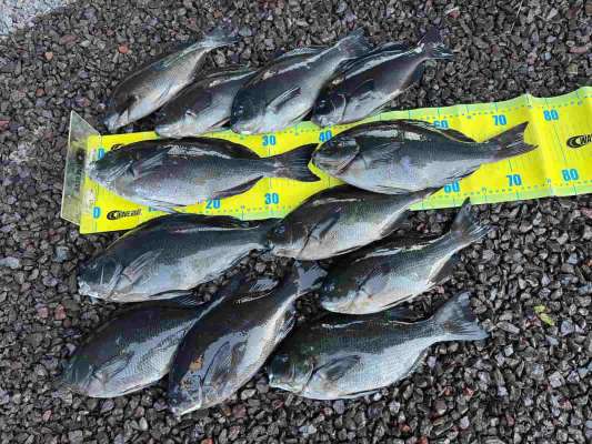 今回の釣果！40cmオーバーでの数釣りを楽しみたいところであったがバラシが悔やまれる。 &copy;釣りビジョン