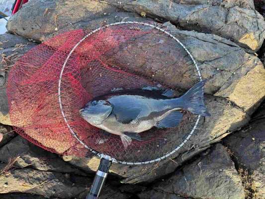 私にも丸々とした良型がヒットしてくれた！ &copy;釣りビジョン