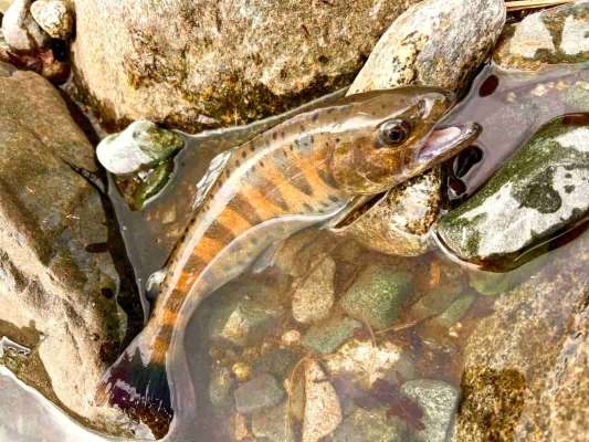 キャンプ場下流では相方が早々にヤマメとの再会を果たした。 &copy;釣りビジョン