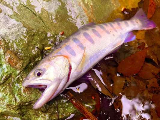 ダウンがハマった～！活性マックス！怒涛のチェイスからのヒット！ &copy;釣りビジョン