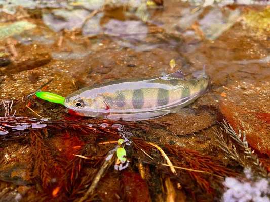 ガッツリフッキングした一尾！気持ちいい！ &copy;釣りビジョン