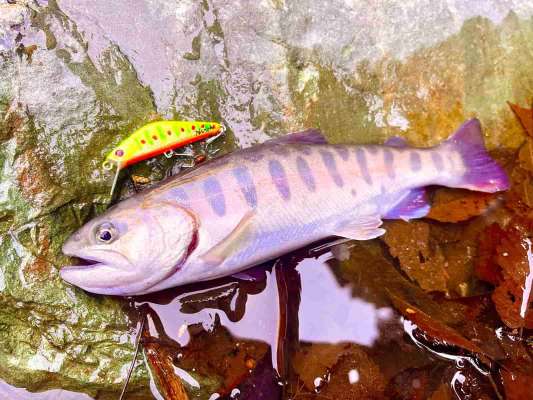 ミノーチェンジすれば又して再びヒット！友人が作ってくれたハンドメイドミノーは解禁から大活躍！ &copy;釣りビジョン