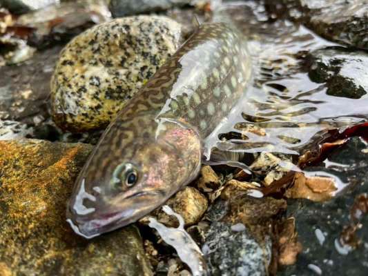 今年初のイワナも顔を見せた！かなり大きな魚の影も確認出来たぞ！ &copy;釣りビジョン