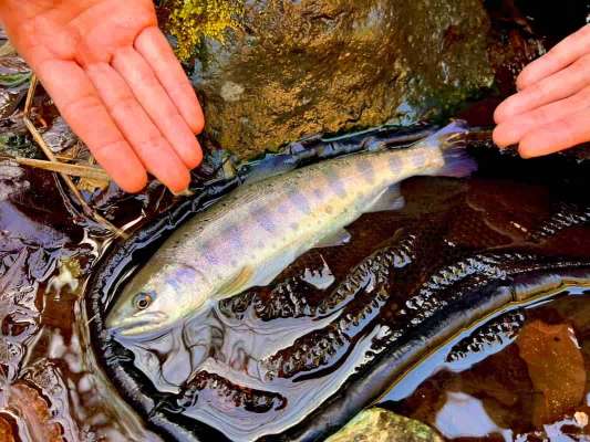 私は到着早々怒涛のヤマメ3連チャン！やる気満々の魚達たち。 &copy;釣りビジョン
