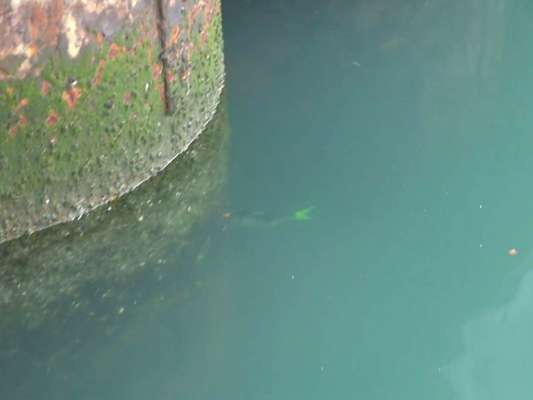 ビックベイトを壁に当てながら操る。 &copy;釣りビジョン