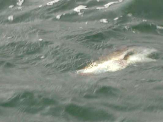 もちろん、ヒットの瞬間はしっかり映像におさめられている。 &copy;釣りビジョン