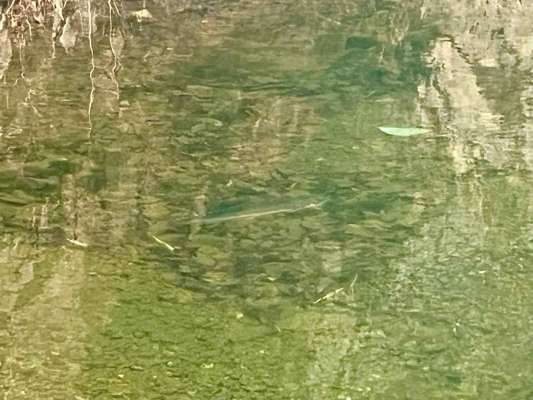 乙母堰堤までもう直ぐの大きな淵では多くの魚の姿が！大きな〝ハコスチ（群馬県が開発した釣り用のニジマス。引きが強く姿形が美しい）〟の姿も見られた（写真中央）。 &copy;釣りビジョン