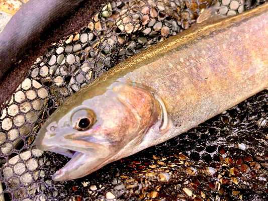 遂に私にもキター！この1尾を皮切りにイワナ祭り突入！ &copy;釣りビジョン