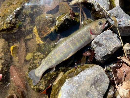 相方もイワナをゲット！残すは私のみ…。 &copy;釣りビジョン