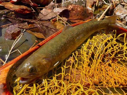 友人は午前中に上流部支流で美しいイワナを手にしていた。 &copy;釣りビジョン