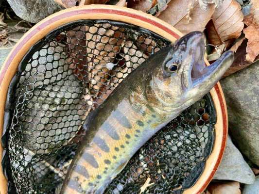 相方がヤマメをキャッチ！この日はルアーでは貴重な魚種となった。 &copy;釣りビジョン