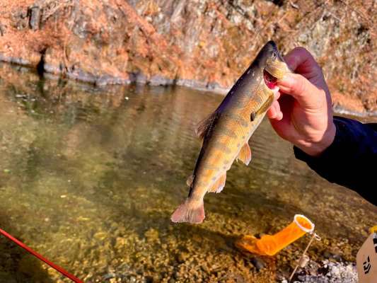 放流が始まり先ずはエサ釣りの方達にヤマメがヒットし出した。エサはぶどう虫や川虫に反応が良かった。 &copy;釣りビジョン