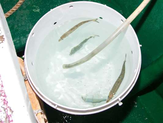 餌のマイワシは船長が配ってくれる。 &copy;釣りビジョン