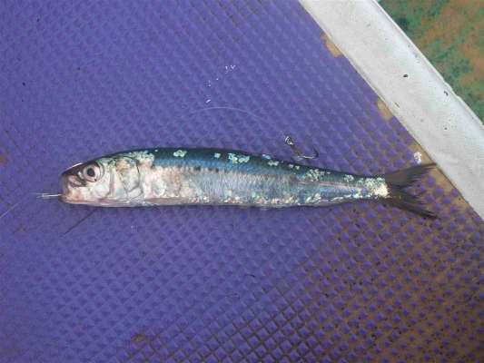 孫針を背中に打つと餌が弱りにくい。 &copy;釣りビジョン